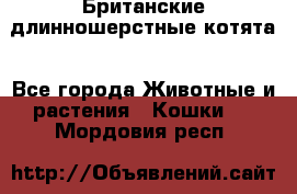 Британские длинношерстные котята - Все города Животные и растения » Кошки   . Мордовия респ.